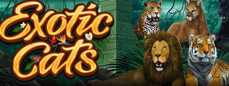 220 free spins no deposit at Betway Casino