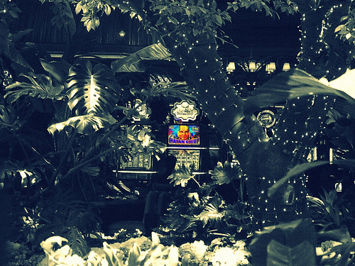 Slot Machine Amongst Forestry, Las Vegas, NV, USA