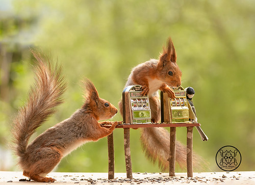 red squirrel and titmouse standing with a Slot Machine