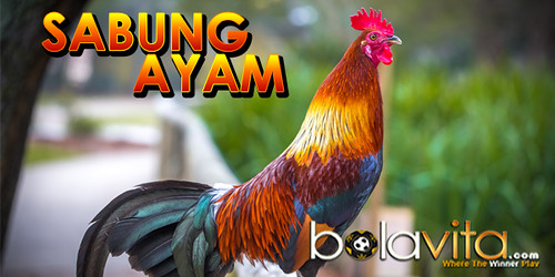 sabung ayam