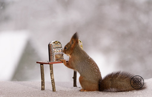 red squirrel holding a Slot Machine