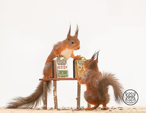 red squirrels standing with an Slot Machine